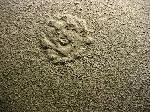 Eulithota